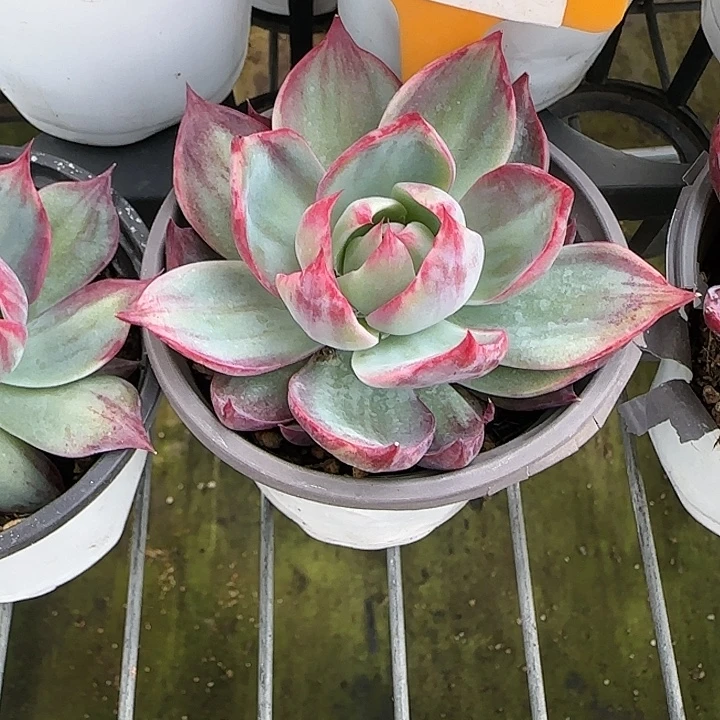 韩***屋88 惊鸿仙子多肉植物6-9cm