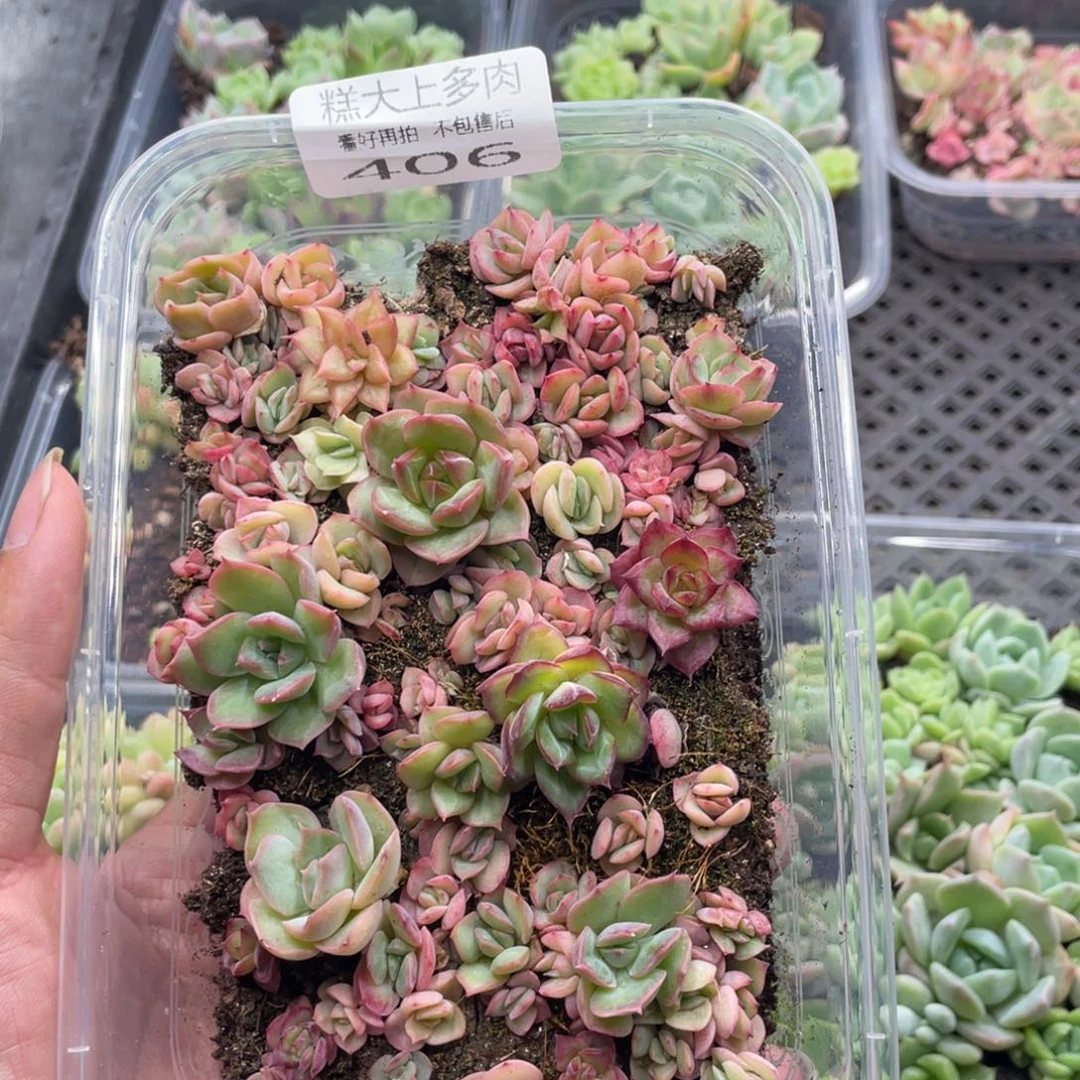 云糖心多肉植物406