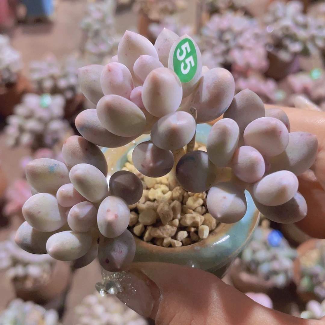 溜溜球 多肉植物群生