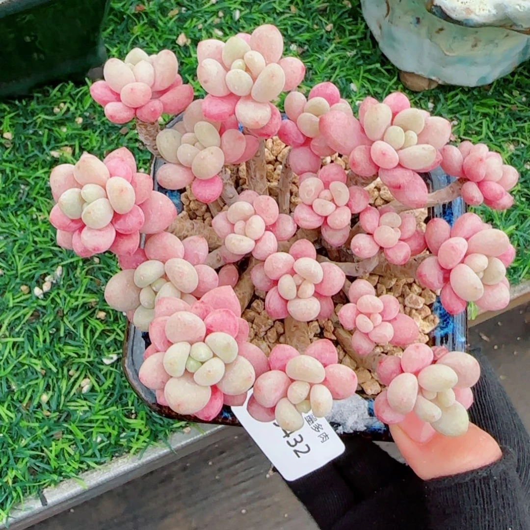 鱼子酱无砍，9432多肉植物