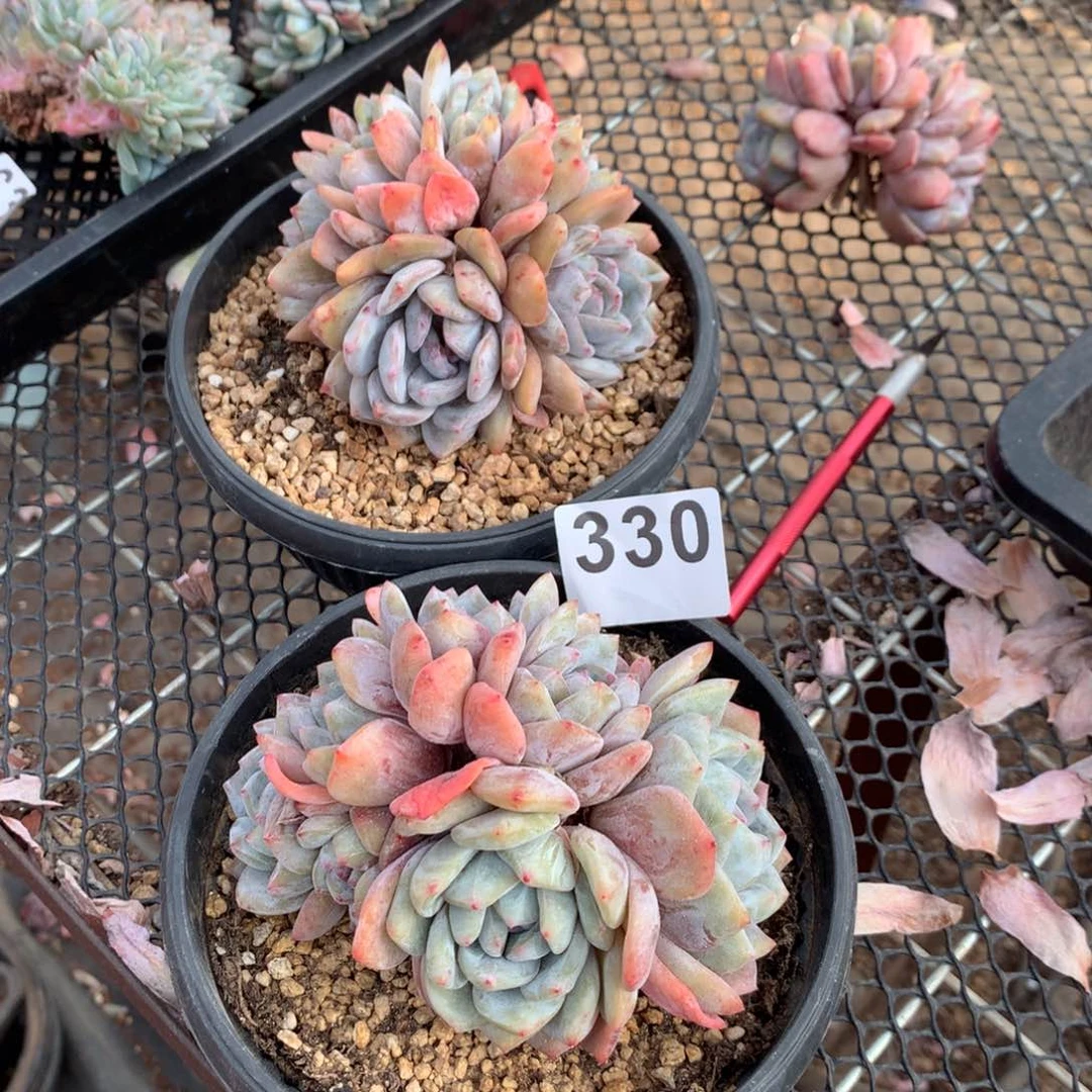 330橙子多肉植物