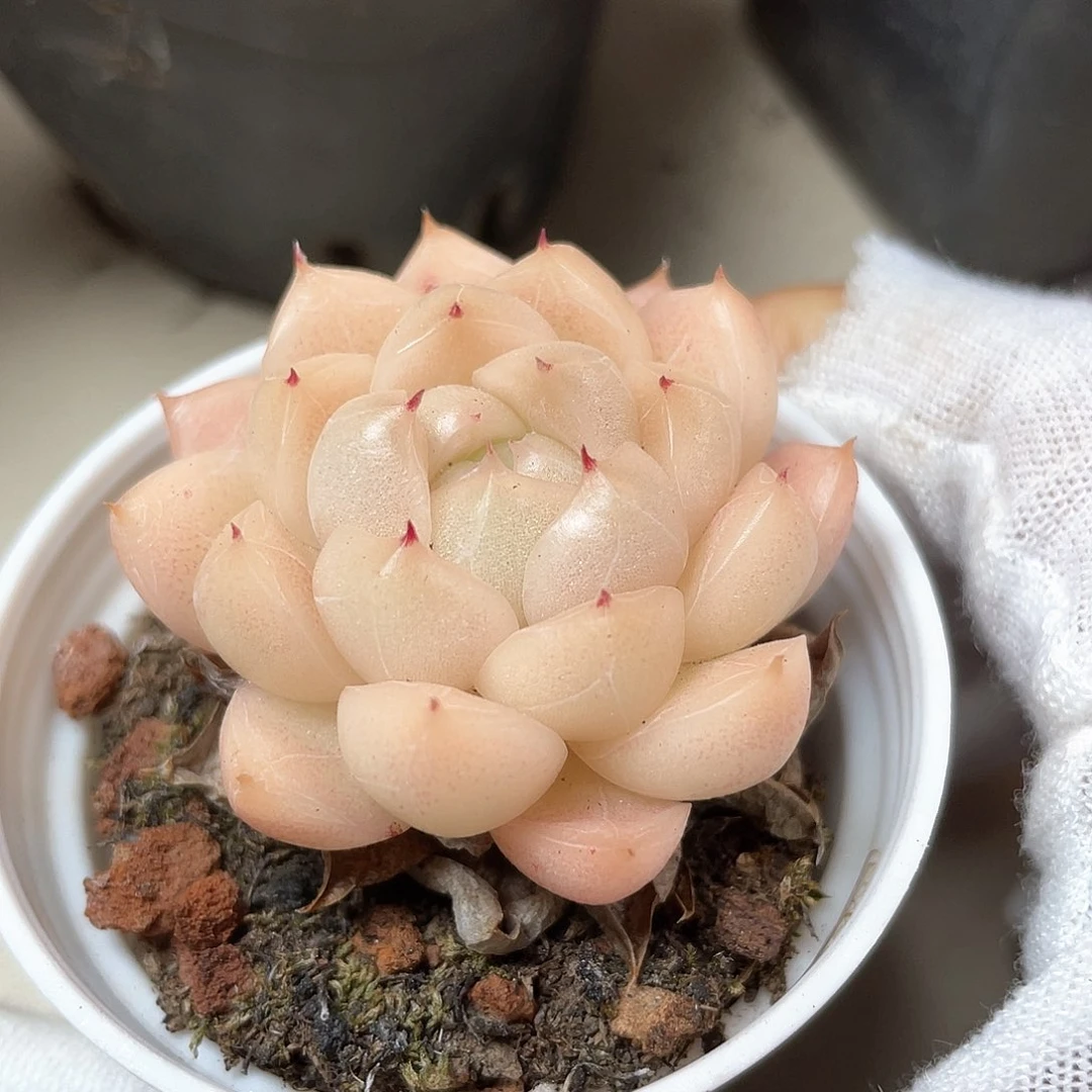 优选麦秆福利735