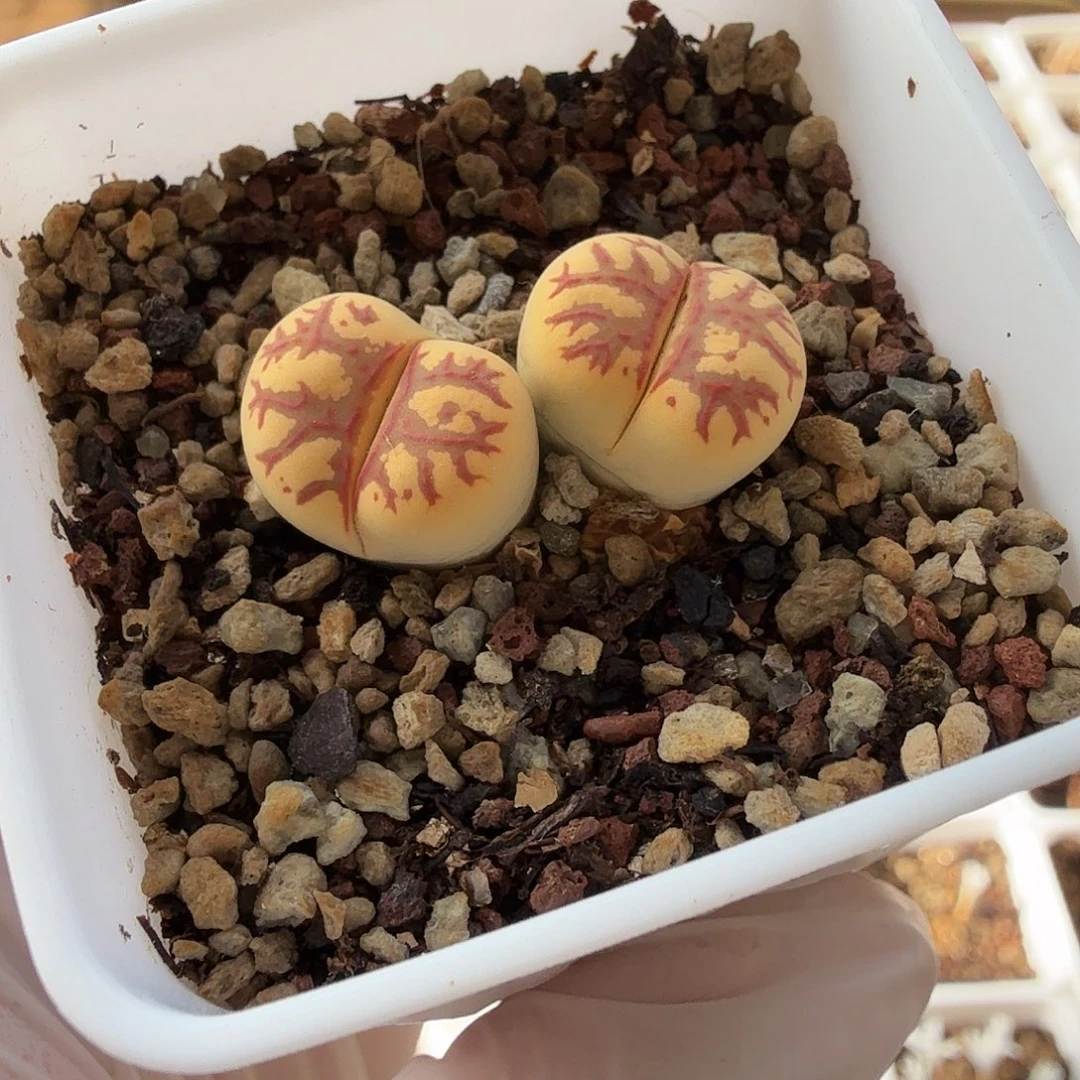 729双头丽虹玉满20包邮