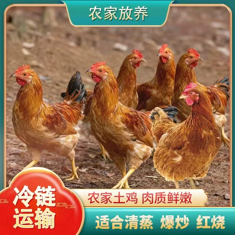 【竹林】农家放养土鸡 肉质鲜嫩 到手共6只净重10-11斤