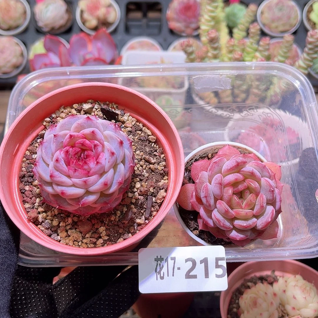 花利美17-215天鹅绒➕露水红颜