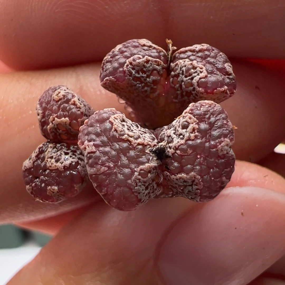 530。江南优选全窗超蝶