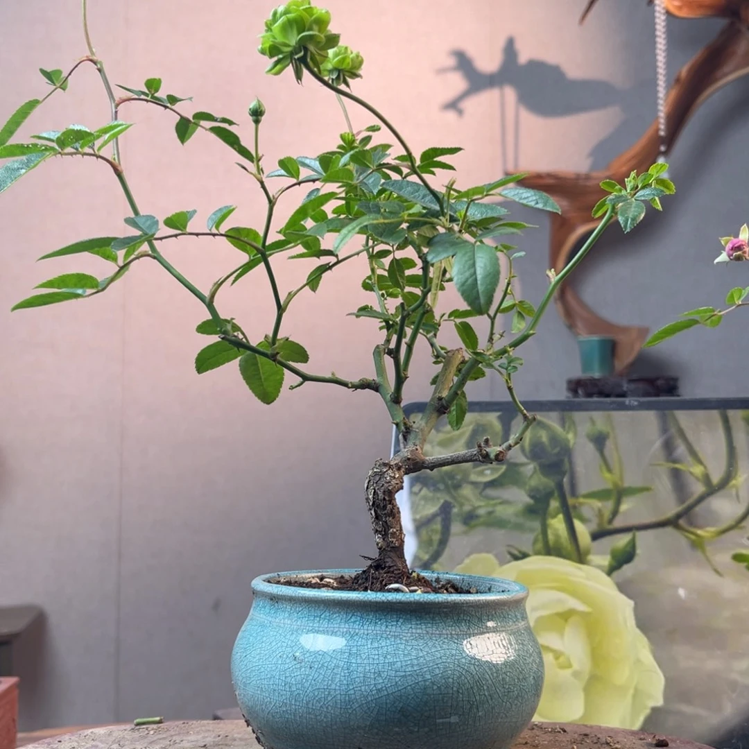 藏***蓝少量花朵（建议范围：2朵-5朵 或40%以下）