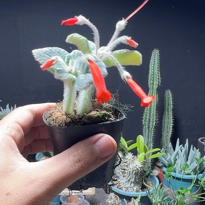 671断崖王子带盆发货