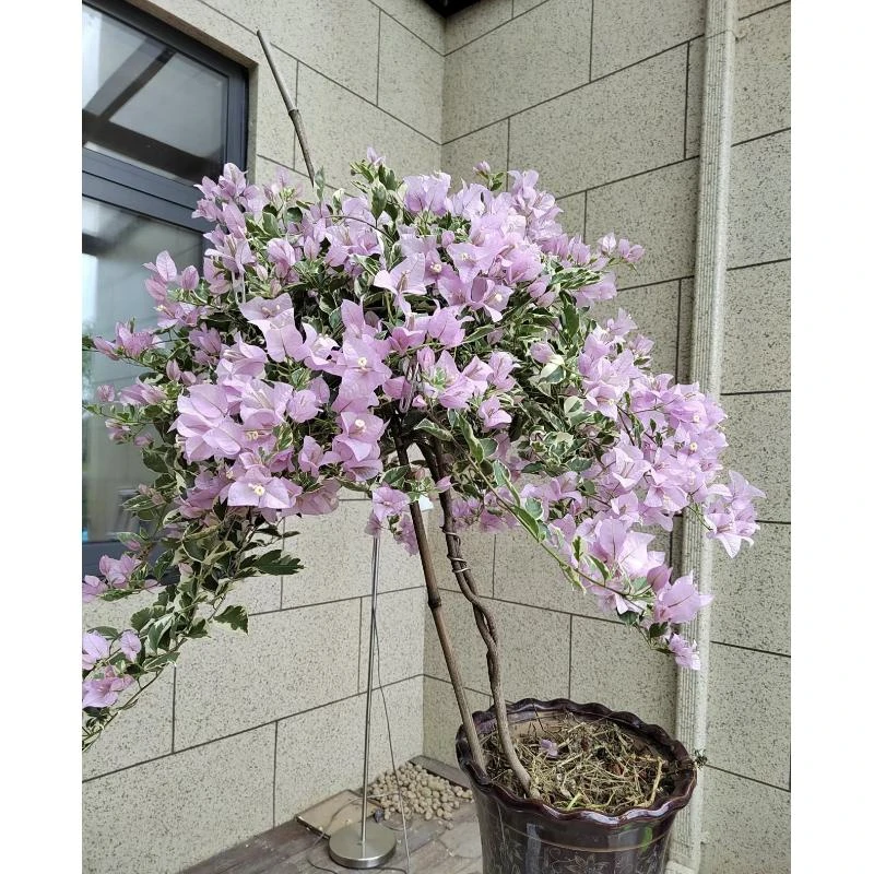 【花叶苹果花】三角梅好养活可爬藤可飘枝可垂吊不带花