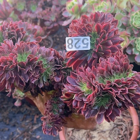 清***雅多肉植物一个欧嘉莉有伤