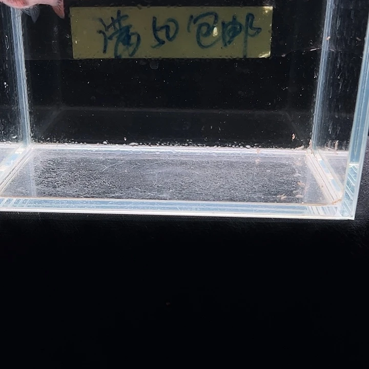 孔雀鱼野红玻璃猫