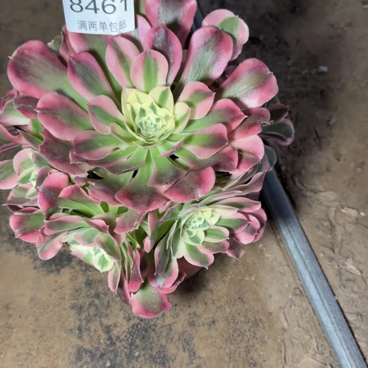 8461白凤的多肉植物