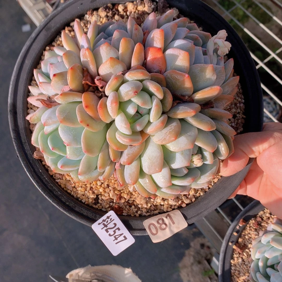 2547多头一个小时左右即可享受