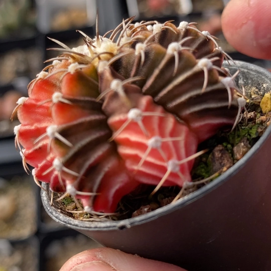 1248实生球锦一颗