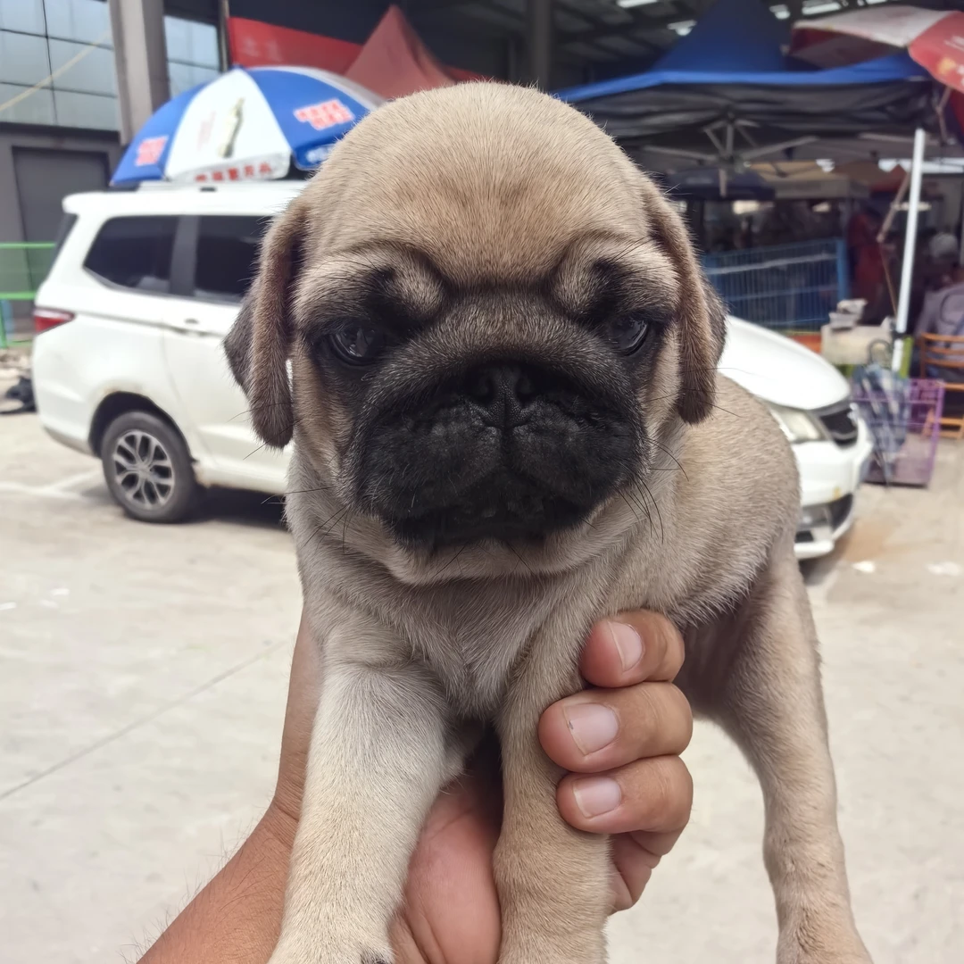 纯种短毛小型巴哥犬活泼可爱适合家养介绍