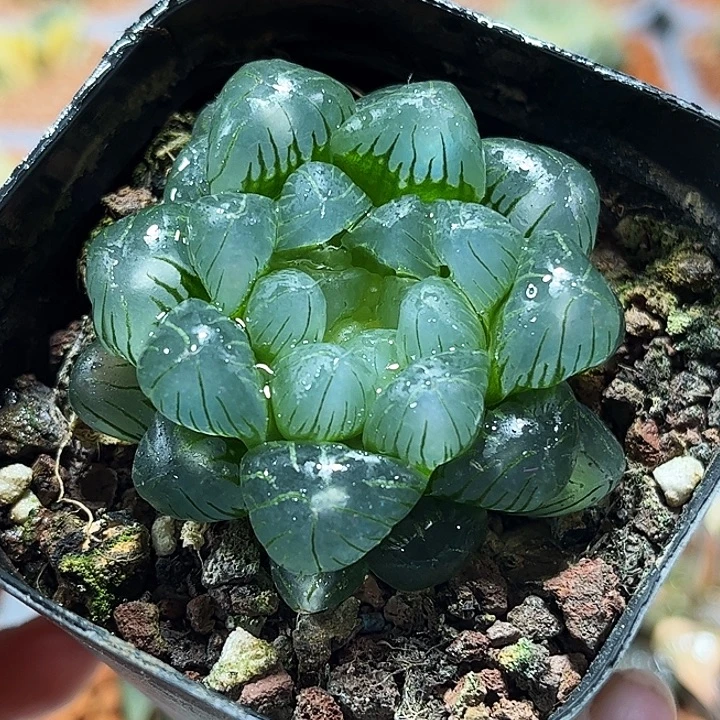 十二卷多肉翠冰玉露