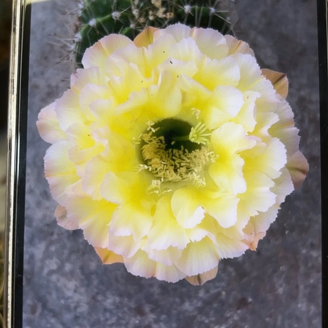 彩草青青蛋挞8公分左右