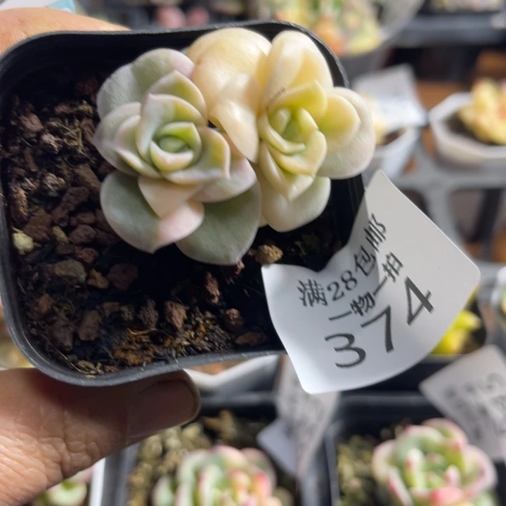 374可爱玫瑰锦多肉植物