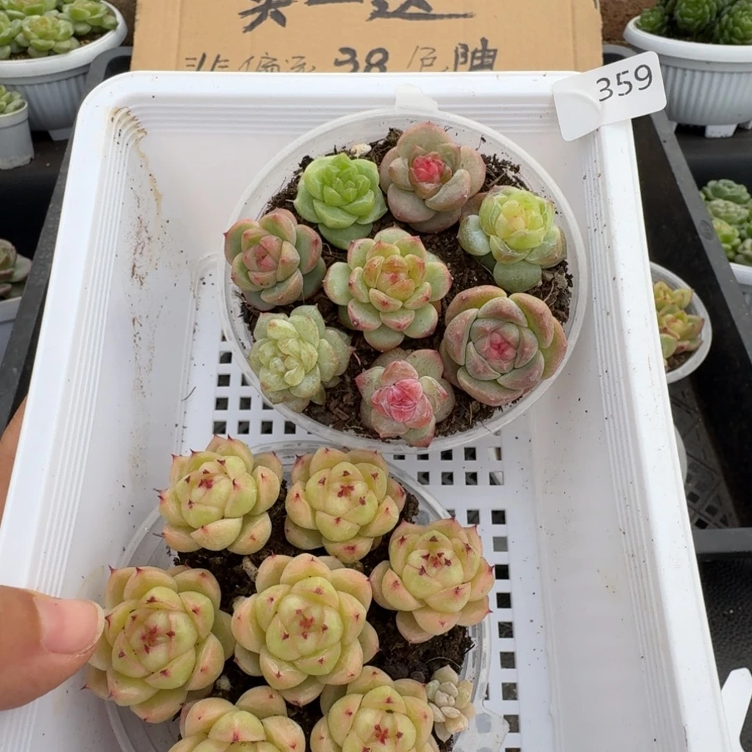 一物一拍一物一拍1026-359