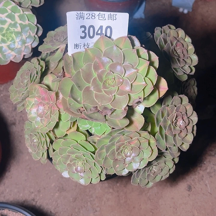 3040抹茶多肉植物保护