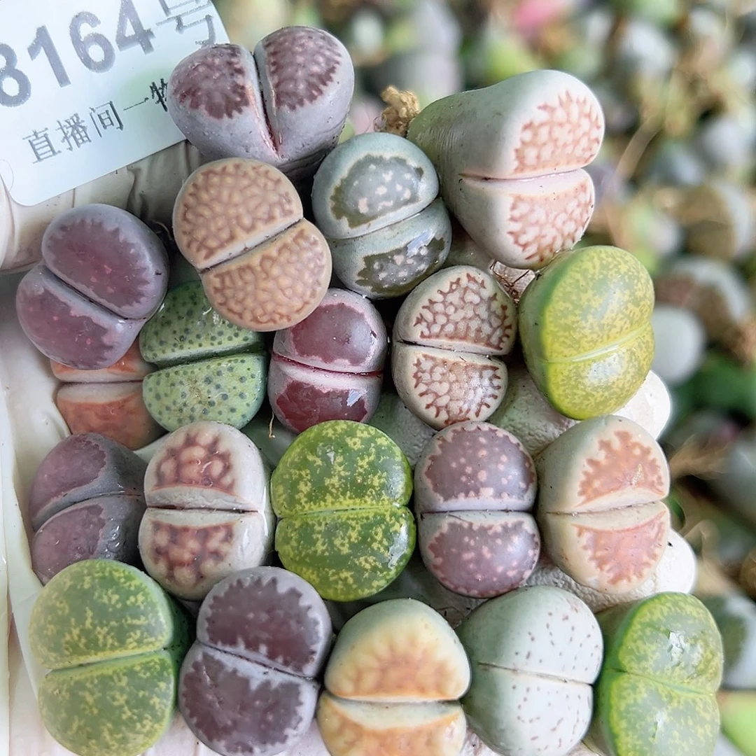 8164 好养易活生石花大母本20个