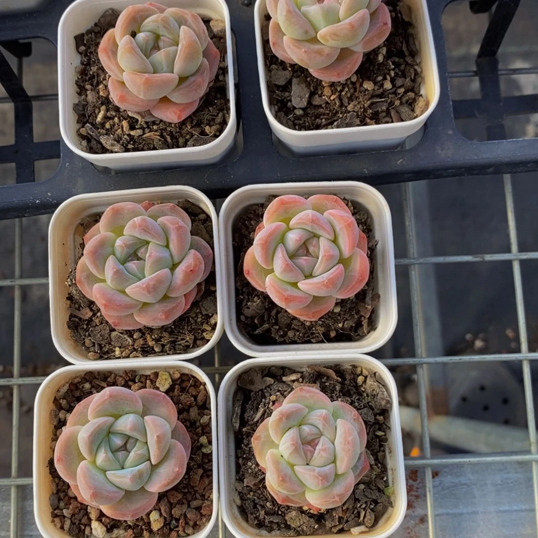 29-精品奶油太妃糖单头六个