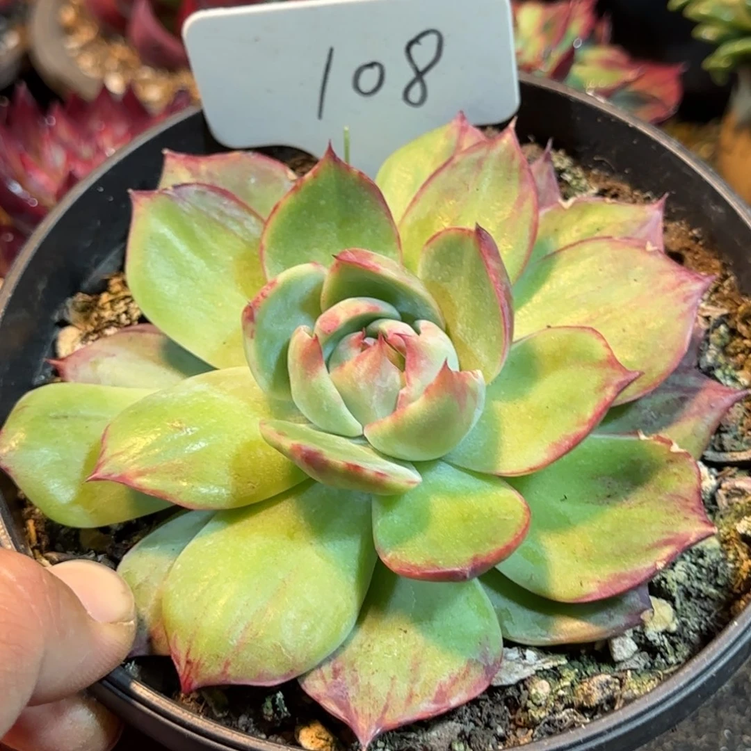 惊鸿一物一拍包装收缩花旱108