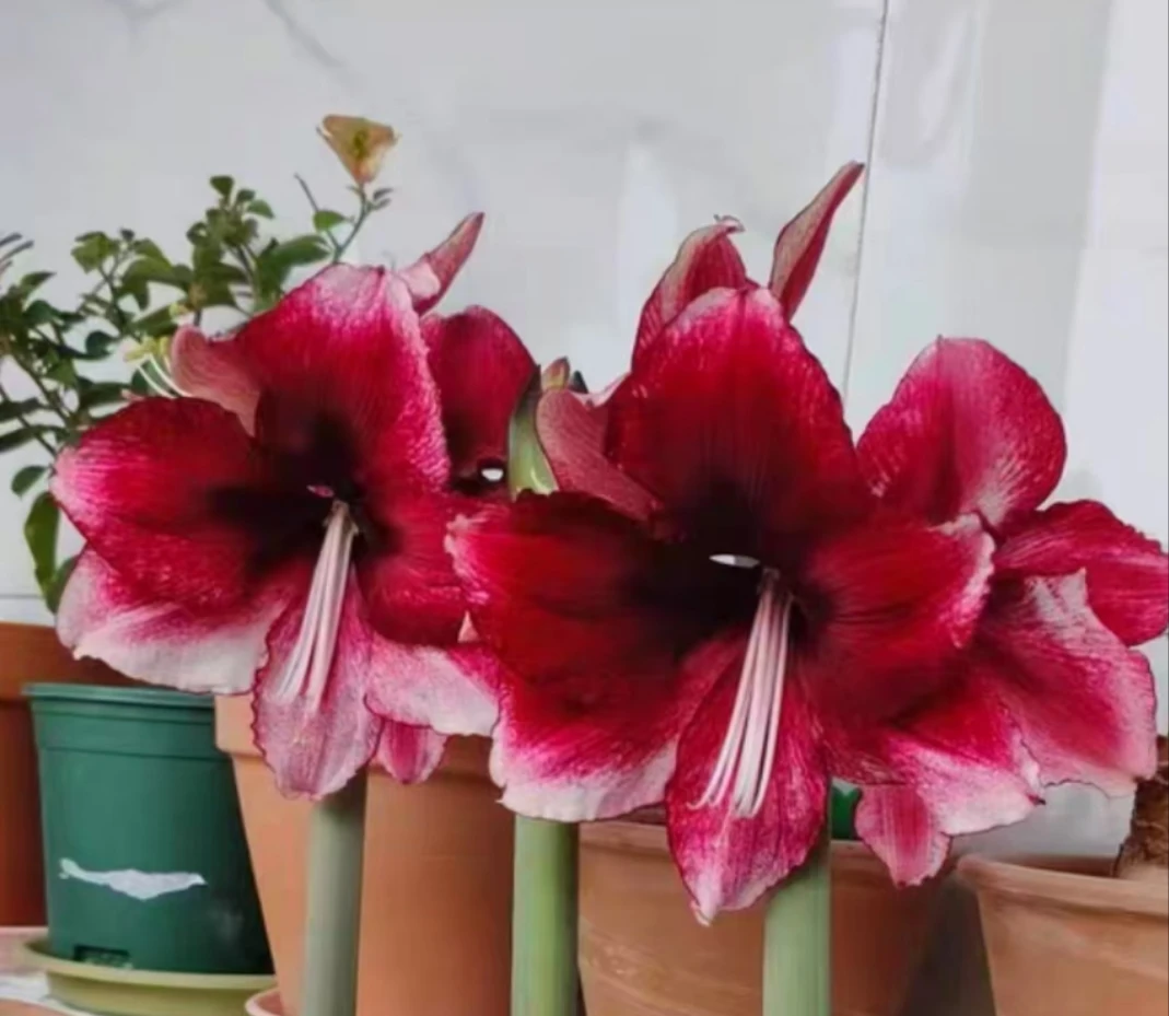 朱顶红-达芙妮3.5左右，恐龙妹4.5左右