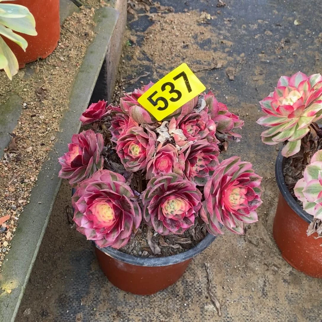 影*倾城多肉法师537