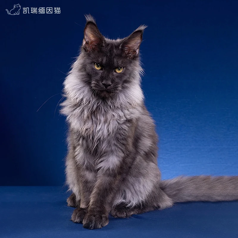 【欢欢的猫】大型缅因猫舍纯种巨型缅因猫棕银虎斑缅因猫幼崽活体