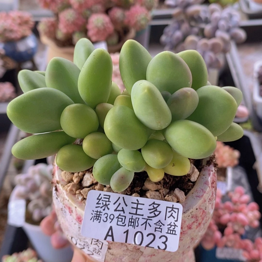 金色kk奶8cm1023多肉酱