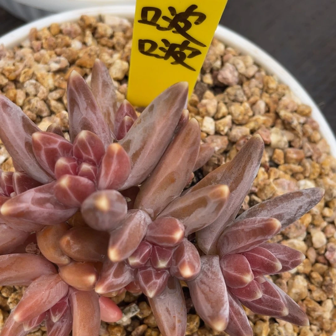 啵***姐姐说她真的不是一般意义