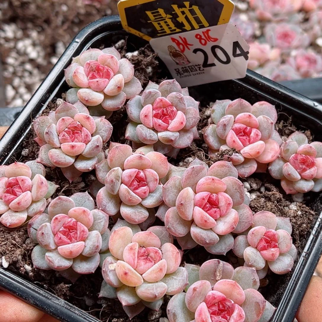 多肉植物多肉植物