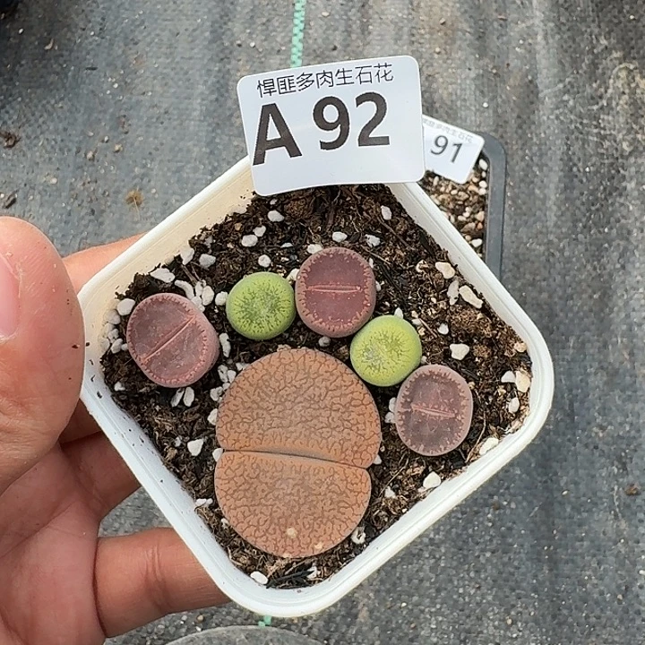 92多肉植物多肉植物