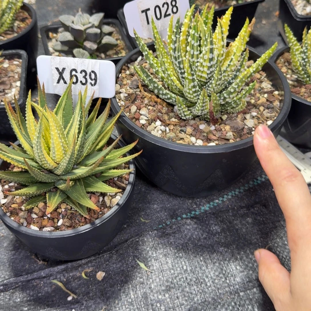 马***功福利2颗环纹冬之星锦和金城锦脱土发