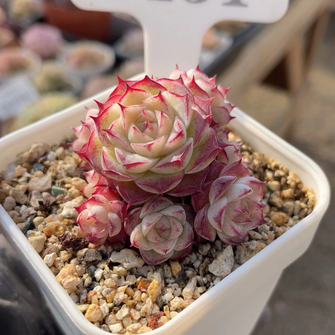 0151 女王群 4.5厘米