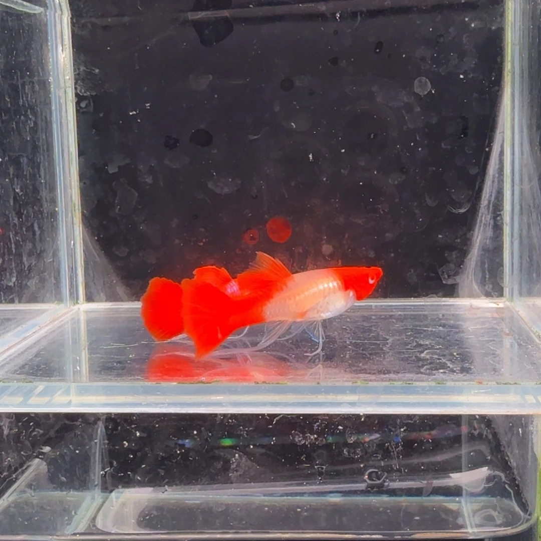 孔雀鱼鸿运当头缎带1对