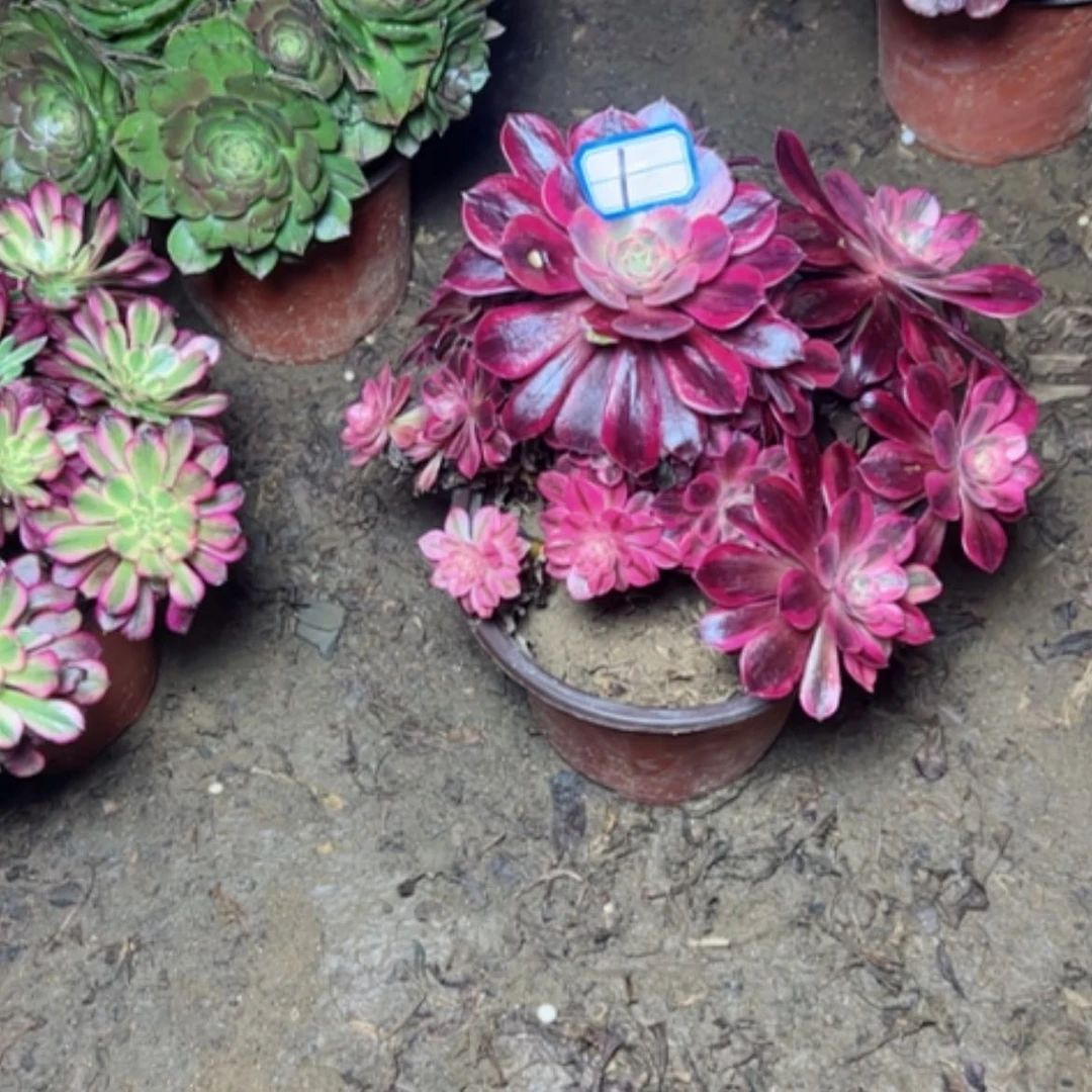 【闪购商品】扶*?多肉植物美杜莎1