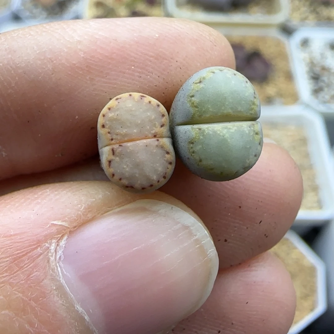 442小个子饼干福利30包邮