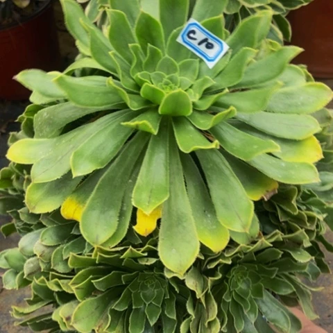 绿法师朵朵多肉10多肉