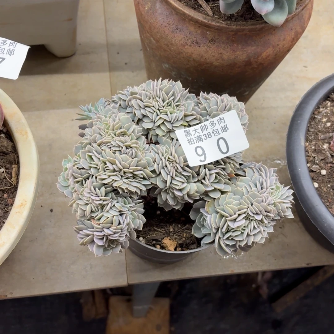 安***安黑大帅多肉90天赐缀