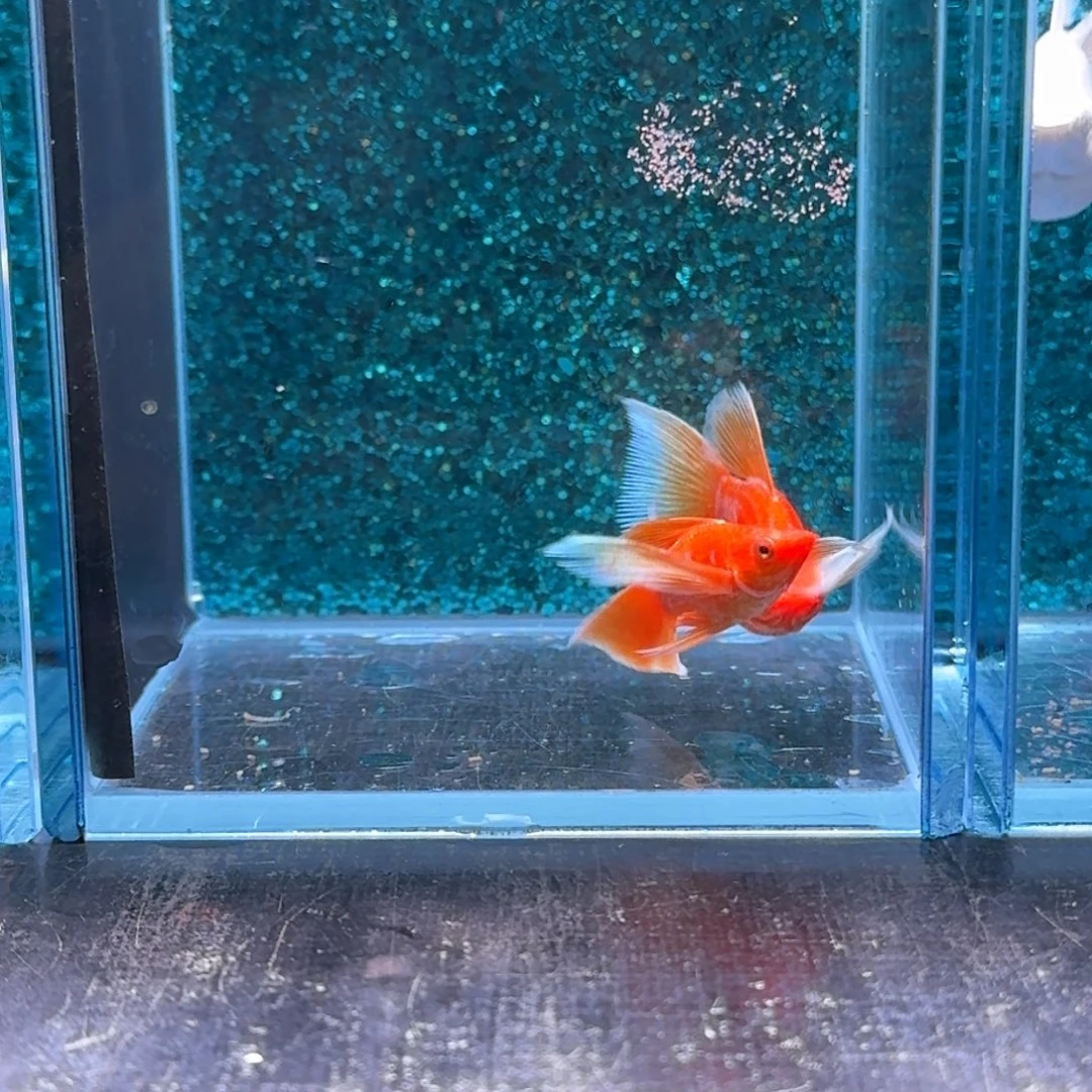 黑玛丽鱼4号玛丽2条