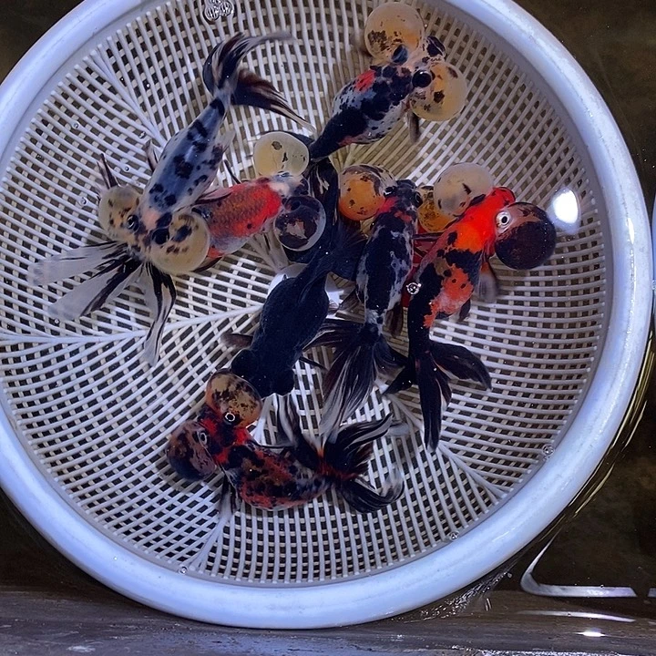 ⁷***️金鱼一对一开箱包活