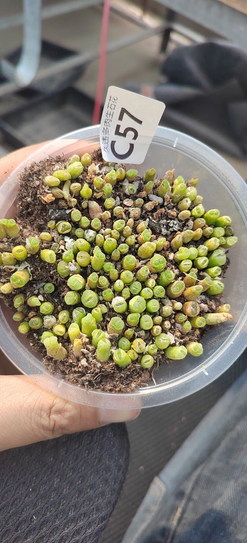 C57号，奶瓶风铃，