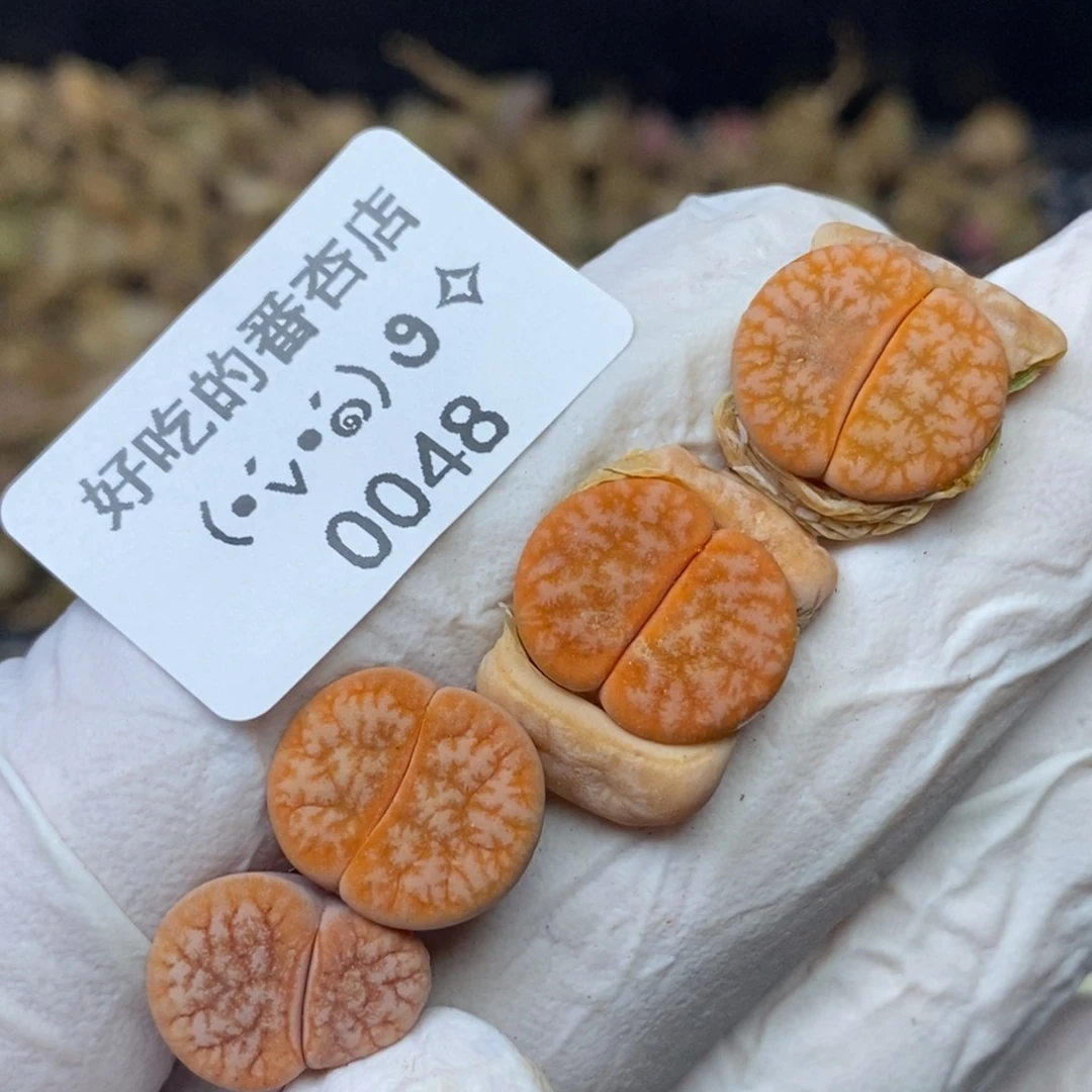 0048。零下拍保温.18包邮.当天凑哦