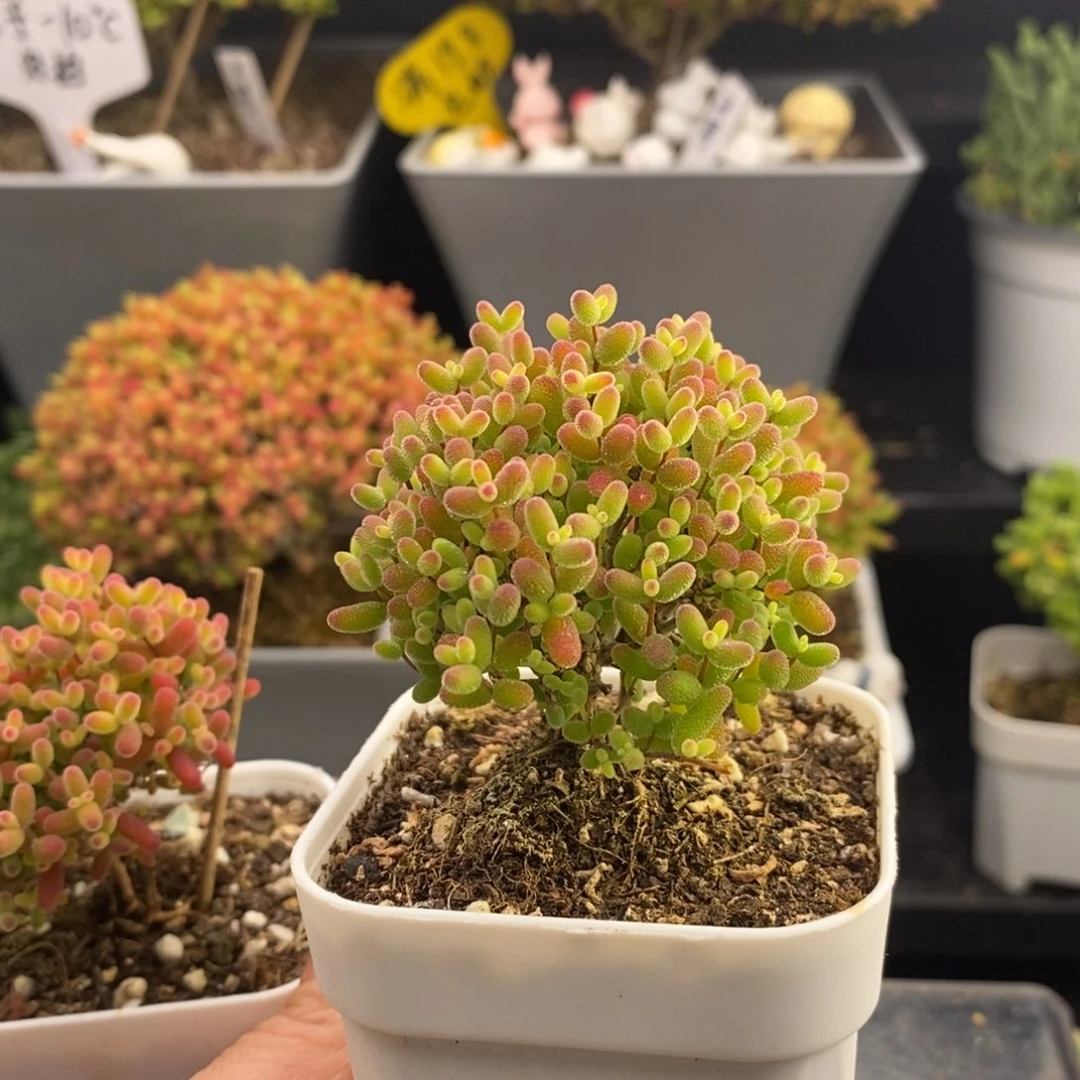 j***.完全开放84号蜜橘糖球