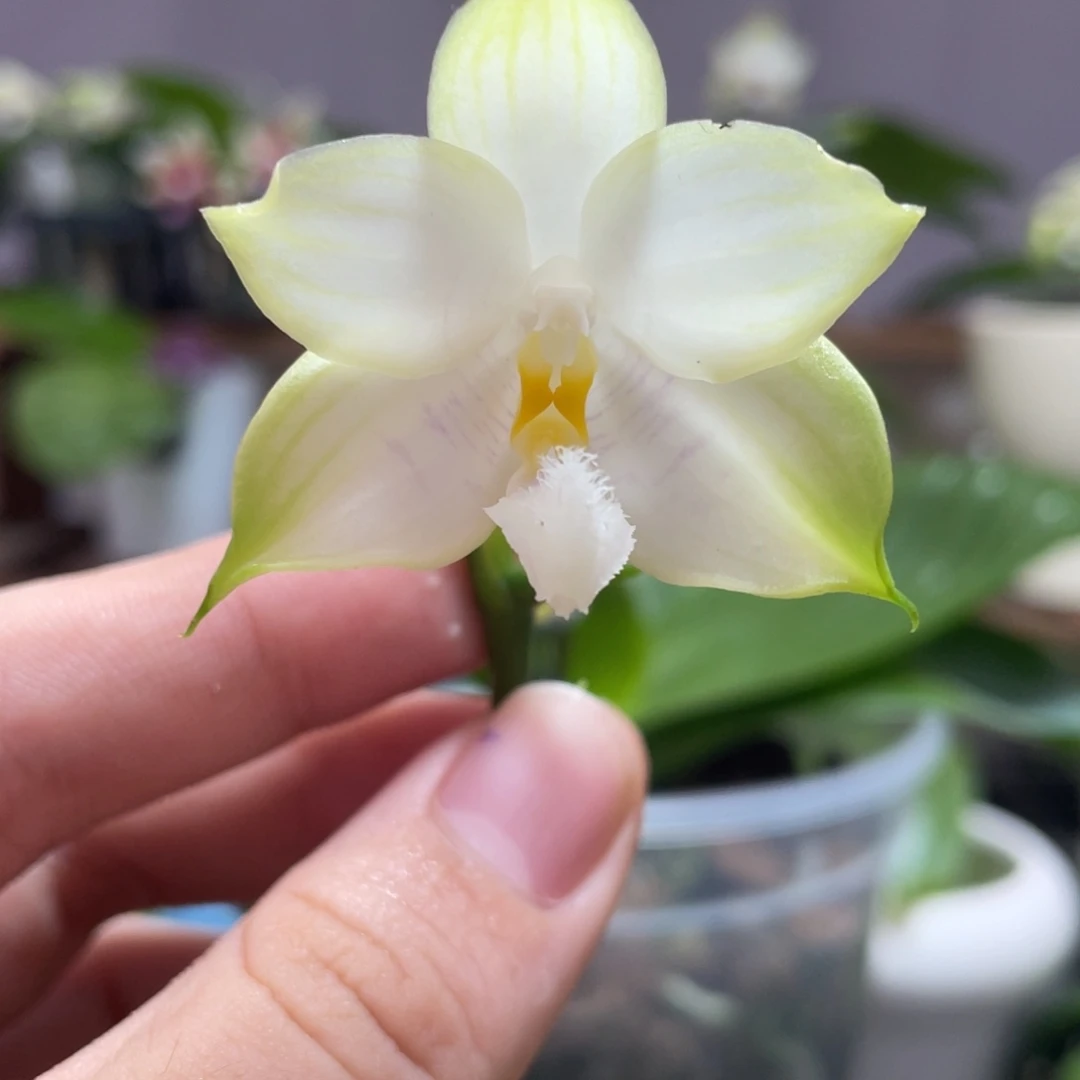 完全开放07叶瑕花期不保