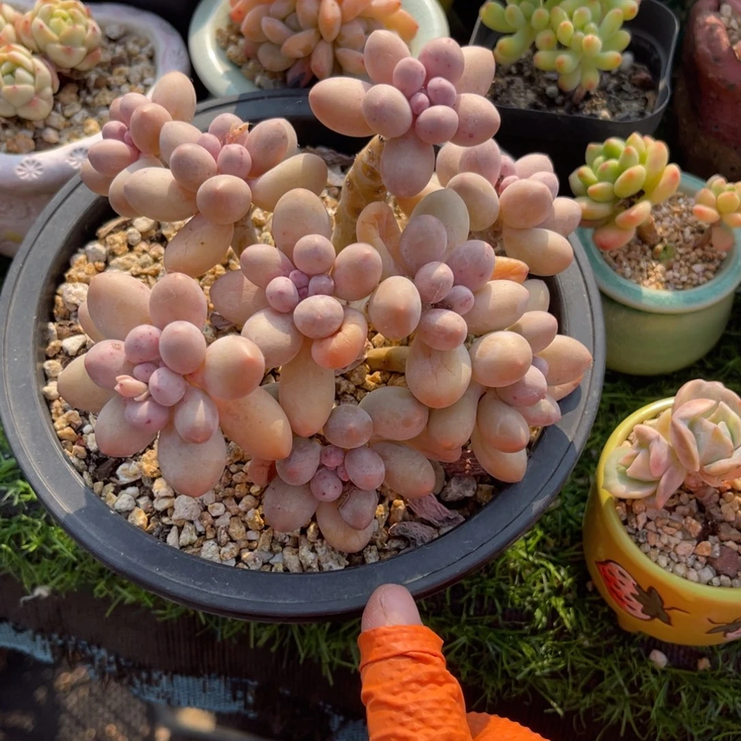 多肉植物一物一拍