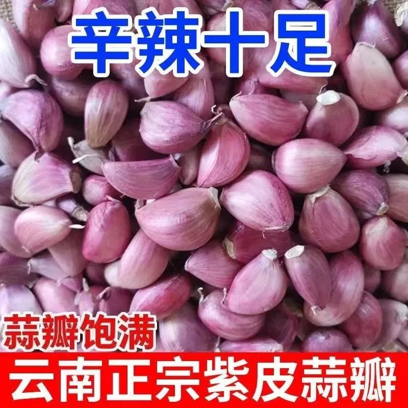 【福利】云南紫皮蒜瓣籽红皮蒜苗种子蒜薹硬叶蒜1斤2斤3斤5斤9斤