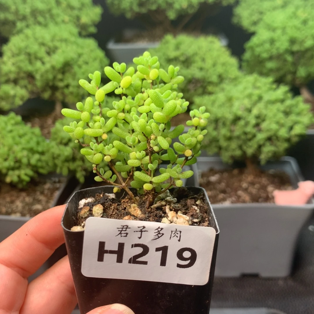 219蜜橘。
